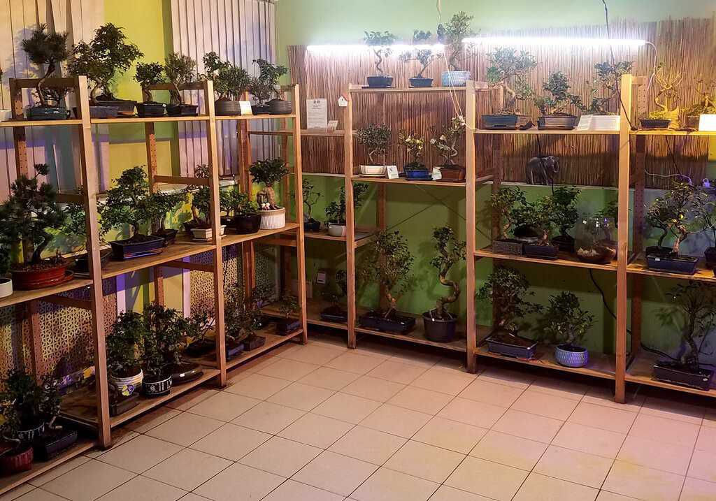 живые деревья бонсай бонсай в спб